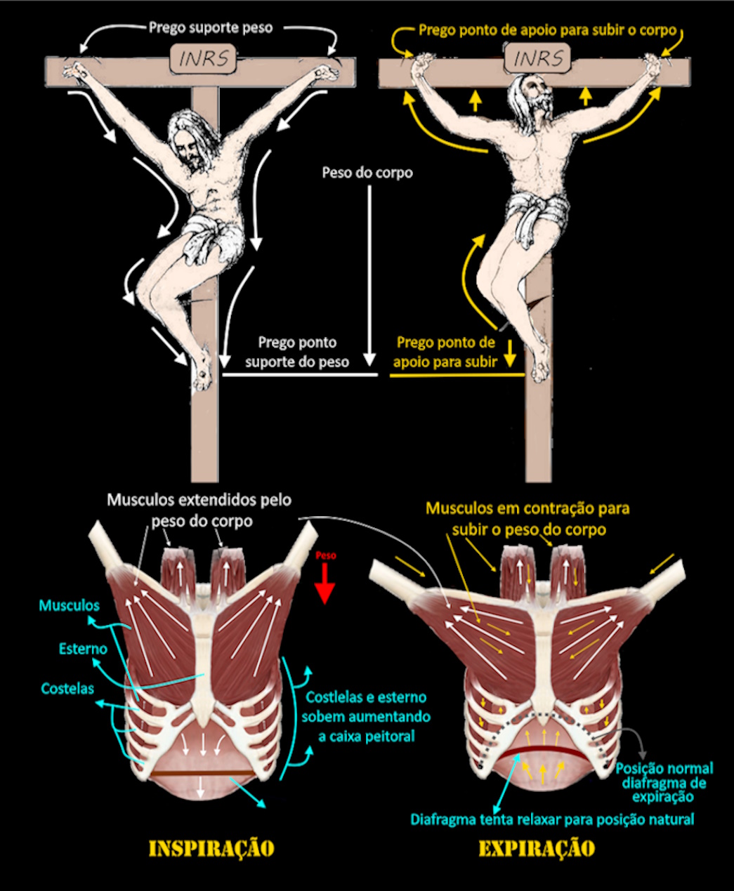 anatomia