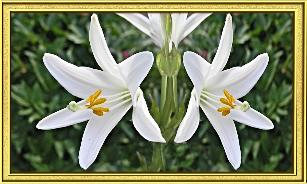 Mediatrix